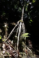 The famous walking tree of South America, seen in the jungle in Tarapoto. Peru, South America.
