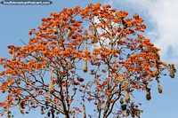 Versão maior do Ninhos de pássaros pendem como sacos de uma laranjeira na Amazônia em Tarapoto.