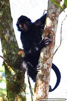 Mono araña negro se aferra al tronco de un árbol en la selva de Tarapoto. Perú, Sudamerica.