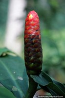 Versão maior do Planta exótica vermelha prestes a desabrochar uma pequena flor amarela na selva de Tarapoto.