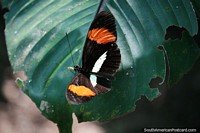 Mariposa negra con manchas naranjas y blancas en la selva alrededor de Tarapoto. Perú, Sudamerica.