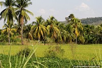 Larger version of Beautiful green jungle and palm trees around Tarapoto.