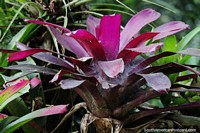 Purple plant growing in the Amazon forest in Moyobamba.