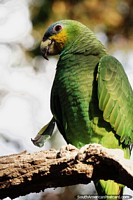 Green parakeet with yellow and blue head in the Amazon around Moyobamba.