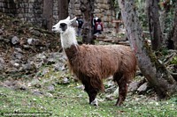 Brown llama with white head in the rocky wilderness of Kuelap, Chachapoyas. Peru, South America.