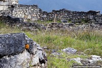 Kuelap was built between 900 and 1100 AD and rediscovered in 1843, Chachapoyas. Peru, South America.