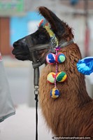 Meet a llama on the waterfront at the plaza in Chimbote. Peru, South America.