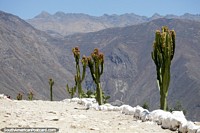 Cactus grows along the ridge at Tumshukayko ruins in Caraz with mountains behind. Peru, South America.