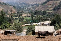 Versión más grande de Tierras de cultivo en los valles de las montañas de Caraz, la vaca tiene una gran vista.