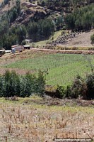 Campos de cultivo y tierras de cultivo en las montañas de Caraz. Perú, Sudamerica.