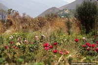Roses grow on the edge of Campo Santo in the bushy grass, Yungay. Peru, South America.