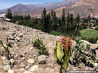 Rugged terrain around Caraz but with beautiful green valleys. Peru, South America.
