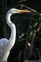 Versión más grande de Cigüeña blanca en el borde de la laguna Huacachina, busque aves.