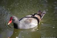 Versão maior do Pássaro preto com bico vermelho vivendo na lagoa em Huacachina.