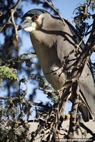 Versão maior do Grande pássaro cinza em uma árvore acima da lagoa em Huacachina.