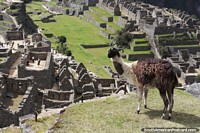 Llamas marrones y blancas se paran frente a su casa en Machu Picchu. Perú, Sudamerica.