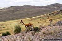 Alpaca in the highlands between Ayacucho and Andahuaylas. Peru, South America.