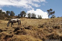 Cavalo em uma encosta ao redor de Nueva Esperanza, a oeste de Andahuaylas. Peru, América do Sul.