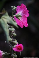 Flor rosa aberta à luz, natureza nas colinas de Abancay. Peru, América do Sul.