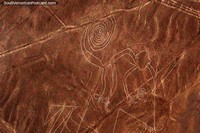 Versión más grande de El Mono y su cola rizada, las famosas Líneas de Nazca.