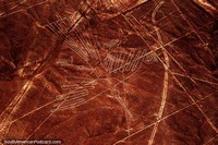 Versión más grande de El Cóndor, geoglifo grabado en el Desierto de Nazca.