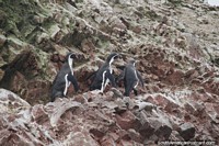 3 pingüinos suben por la dura pendiente rocosa de las Islas Ballestas en Paracas. Perú, Sudamerica.