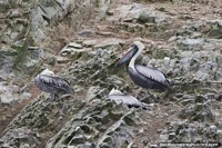 Peru Photo - Pelicans on a rocky cliff-face at the Islas Ballestas in Paracas.