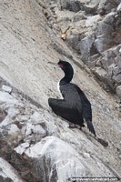 Large black sea bird, one of many species of bird living at the Islas Ballestas in Paracas.