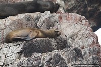 Sleeping seal on rocks with a large sea lion above it at Islas Ballestas in Paracas. Peru, South America.