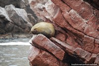 Perched on a rock, a seal sleeps soundly at Islas Ballestas in Paracas. Peru, South America.