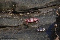 Red crab and his smaller silver friend on the rocks at Paracas National Park. Peru, South America.