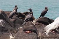 Sea birds on rocks with crabs as their food supply at Paracas National Park. Peru, South America.