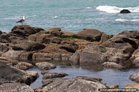 Peru Photo - Seagull on rocks on the coastline at Paracas National Park.