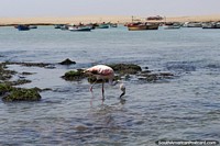 Paracas National Park is a great place to visit south of Lima, see flamingos.