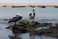 Peru Photo - Pair of pelicans on the rocks at Paracas National Park.