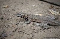 Gran gecko negro y gris en las arenas de la playa de Huanchaco.