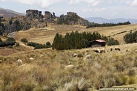 Ovejas en un campo, un cobertizo, árboles y formas rocosas en Cumbemayo, Cajamarca.