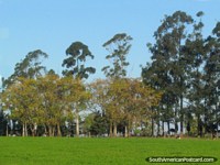 Uma linha de árvores em uma fazenda entre Mercedes e Dolores. Uruguai, América do Sul.