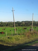 Vacas nas pastagens em terra ao sul de Mercedes. Uruguai, América do Sul.
