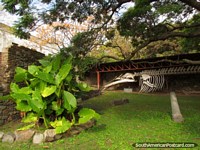 Larger version of Skeleton of blue whale that grounded on Puerto Platero Beach in 1983, Colonia.