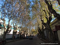 Uma rua frondosa arborizada em Durazno. Uruguai, América do Sul.