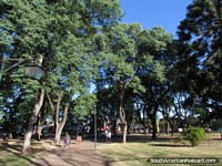 Plaza Cristobal Colon, shady old trees, Tacuarembo. Uruguay, South America.