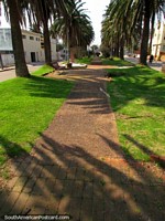 Uma praça pública com palmeiras e grama em Punta do Este. Uruguai, América do Sul.