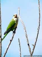 Periquito verde e branco em uma árvore em Punta do Este. Uruguai, América do Sul.