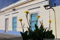 Um 100yr velho edifïcio e flores amarelas, um dia cheio de sol em Fray Bentos. Uruguai, América do Sul.