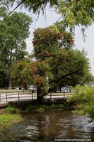 Beautiful large tree with red flowers on the riverfront in Mercedes. Uruguay, South America.