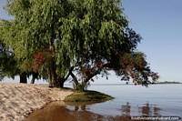 Nice place to take a swim and relax under a tree at Sere Beach in Carmelo. Uruguay, South America.