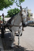 O cavalo branco com a carreta descansa a sombra junto de Praça Artigas em Carmelo. Uruguai, América do Sul.