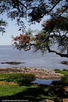 Árbol con flores rojas, alrededor de las rocas y el río cerca del Bastión de San Miguel en Colonia. Uruguay, Sudamerica.