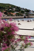 Piriapolis beach and San Antonio hill, the waterfront and pink flowers. Uruguay, South America.